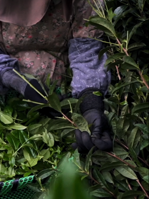 OMGTea Matcha Cultivation: Kagoshima, Japan