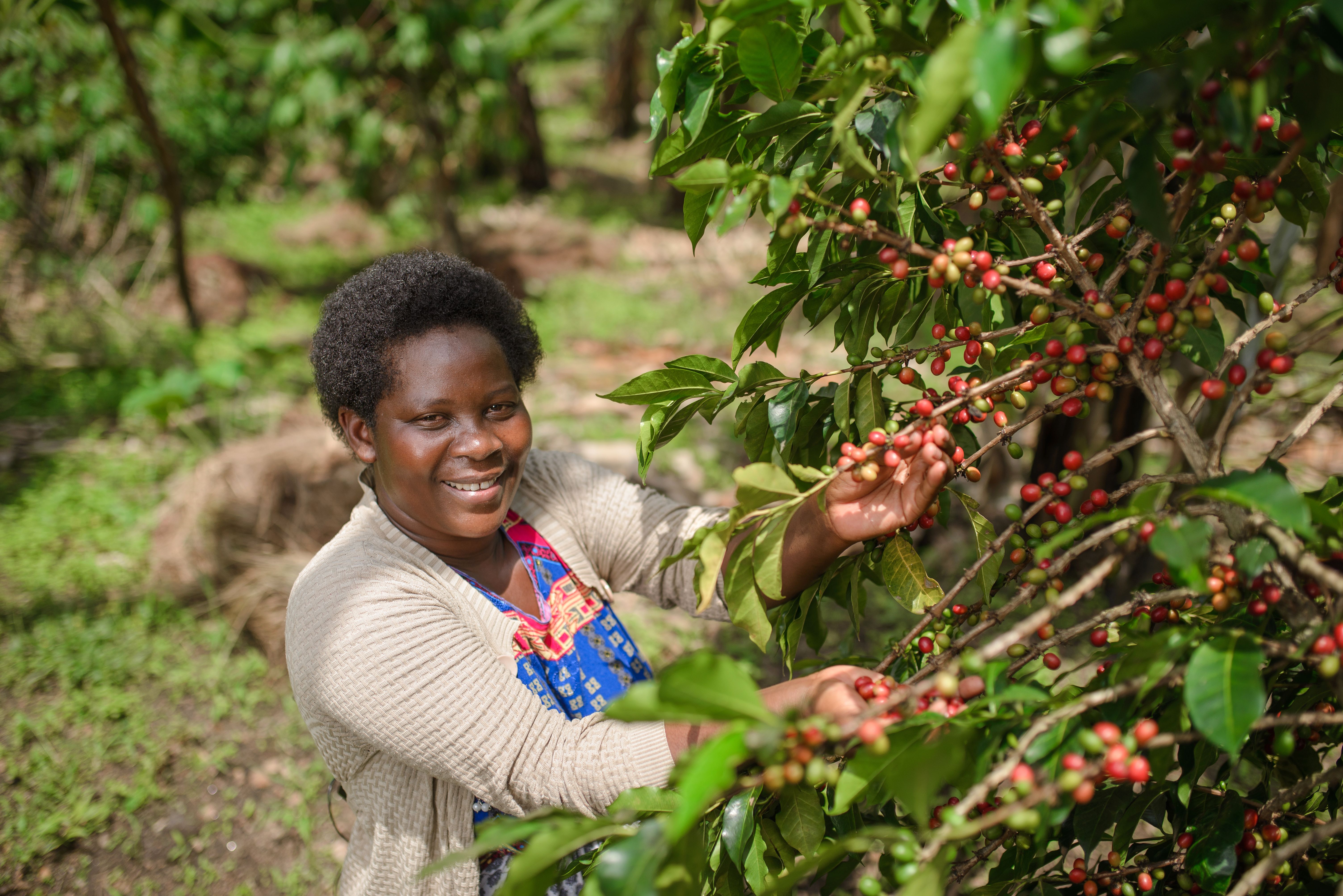 Lady holding coffee cherries