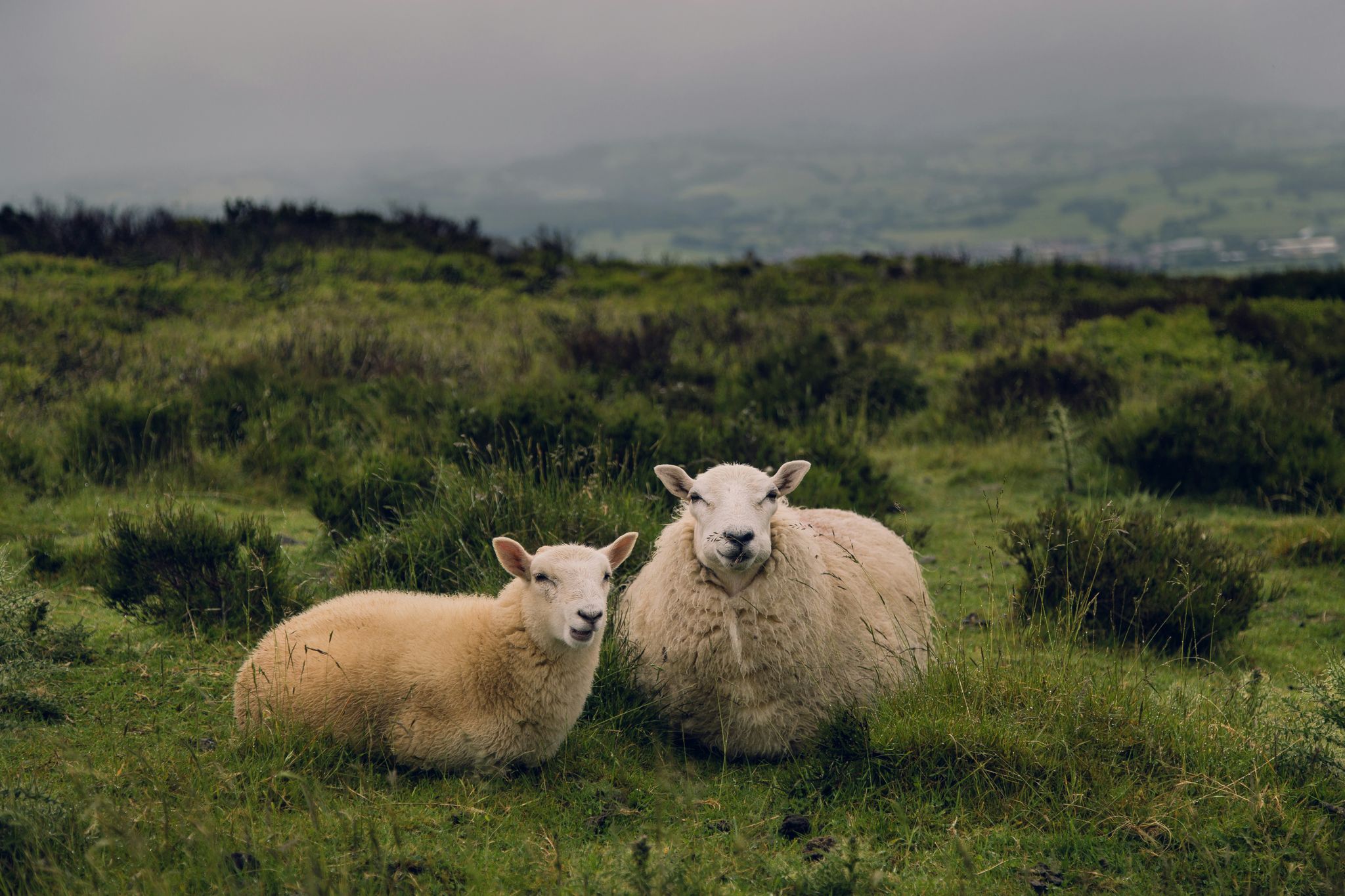 Regenerative Agriculture