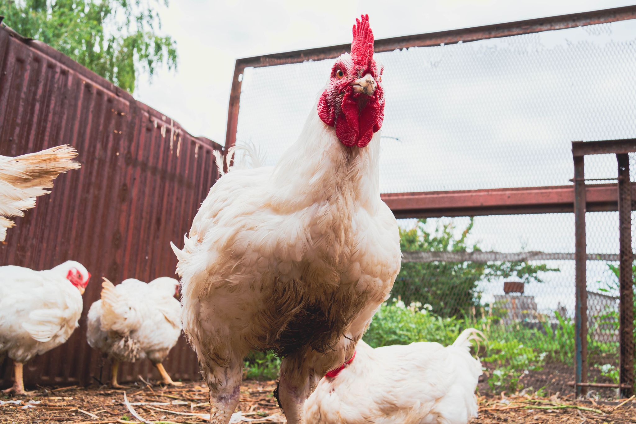 Genomics and Advanced Breeding