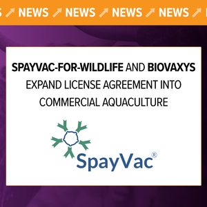 SpayVac-for-Wildlife and BioVaxys Expand License Agreement Into Commercial Aquaculture