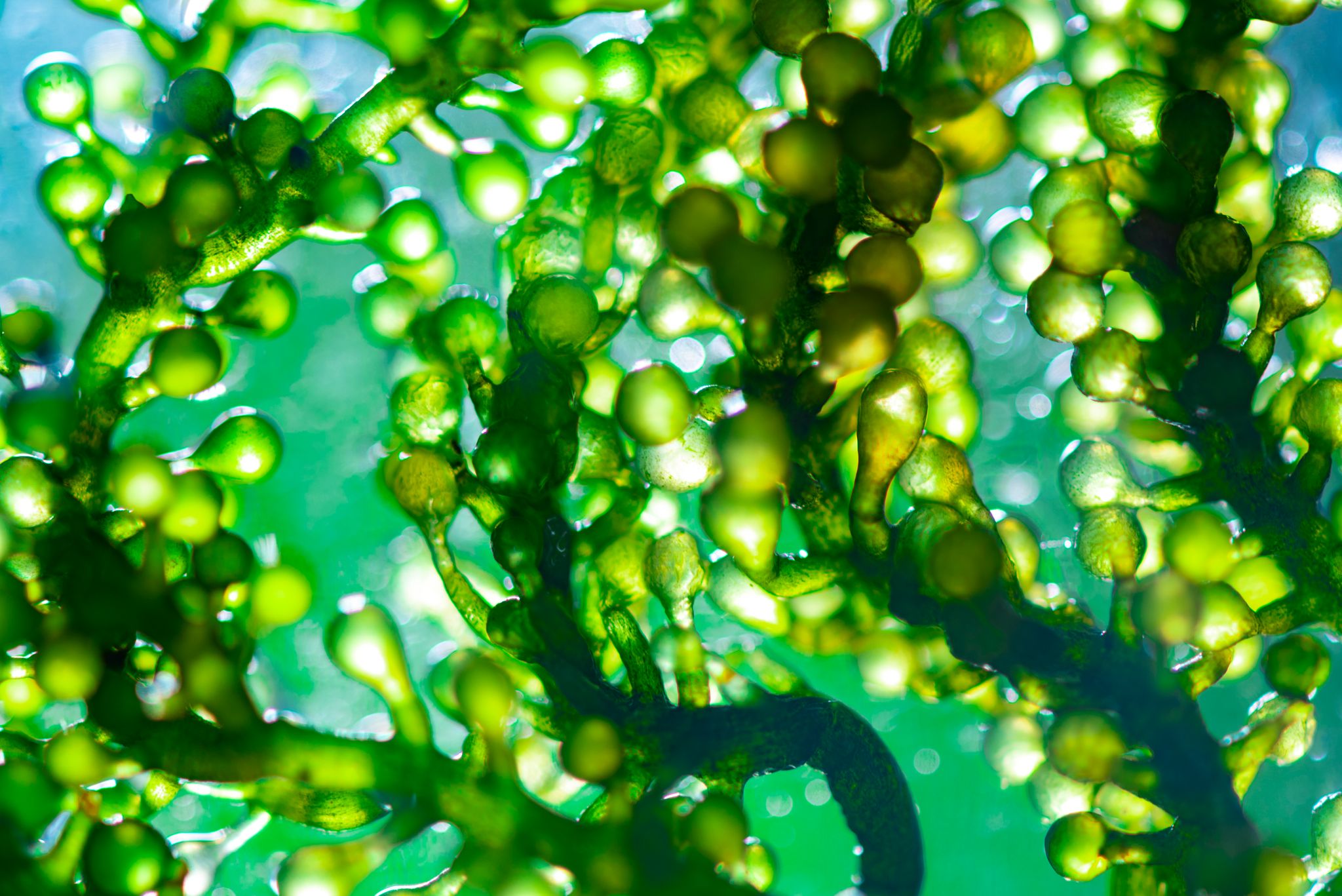 Blue Food Innovation