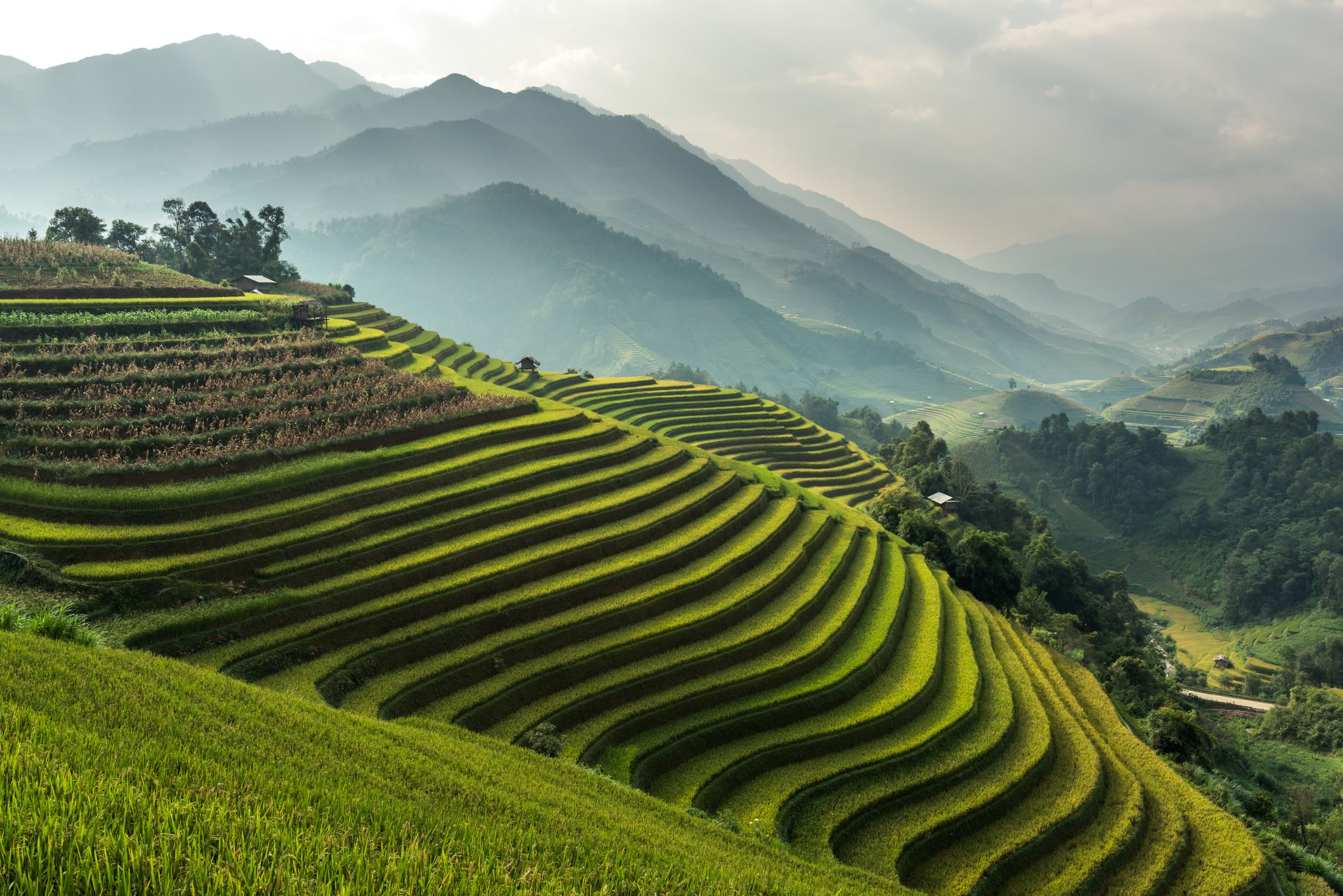 Climate-Resilient Crops