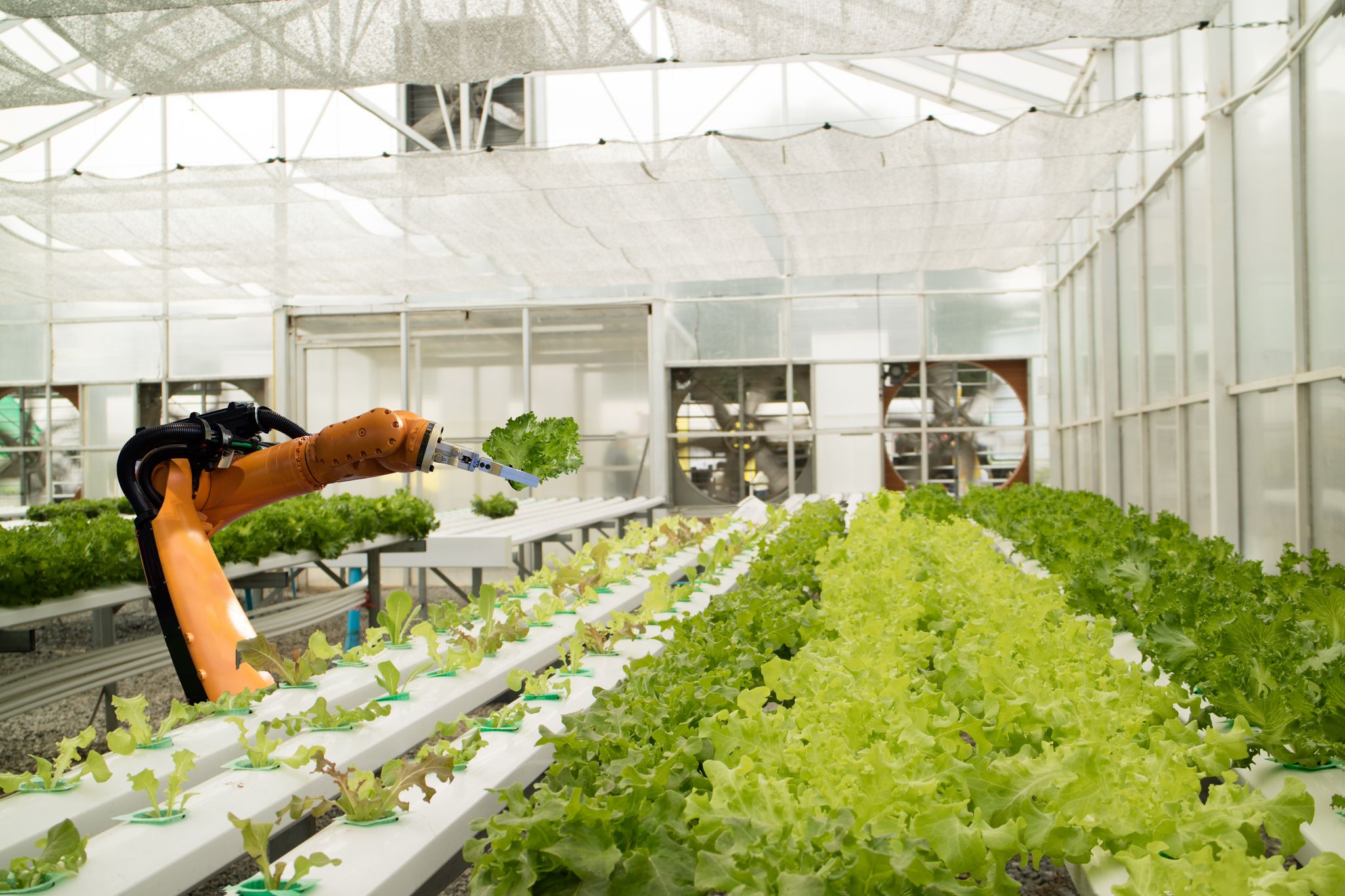 Protected Cropping & CEA