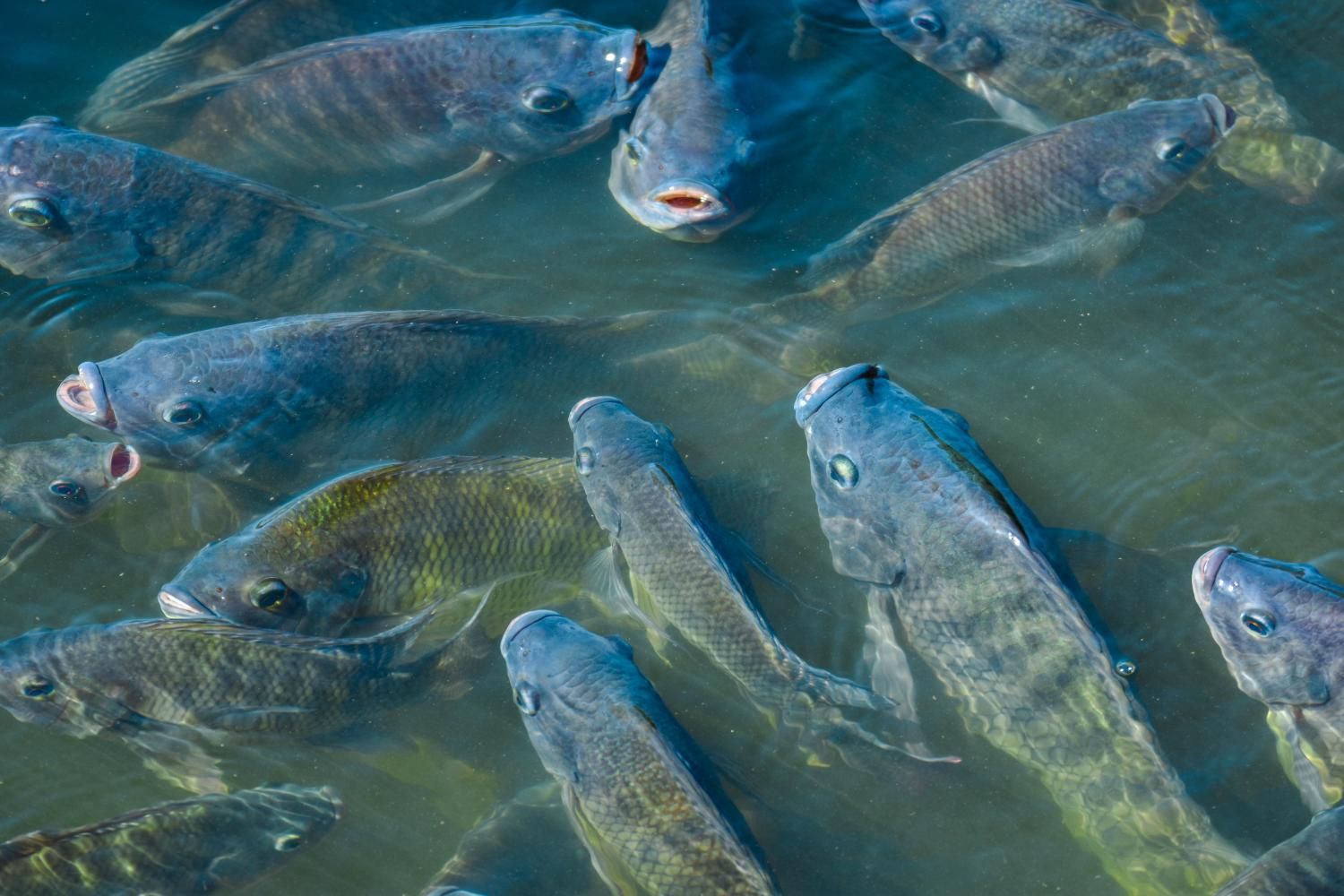 AI-Driven Aquaculture