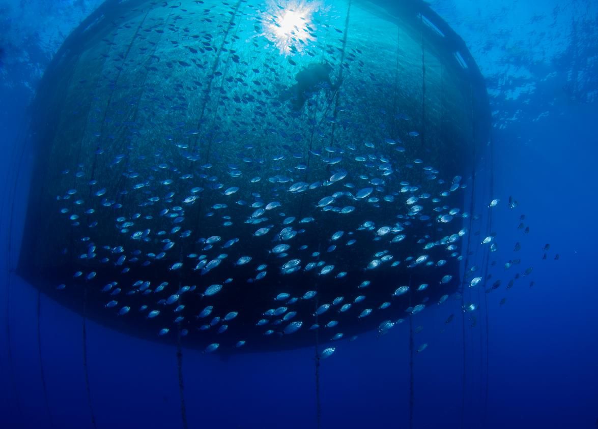 From Catch to Consumer