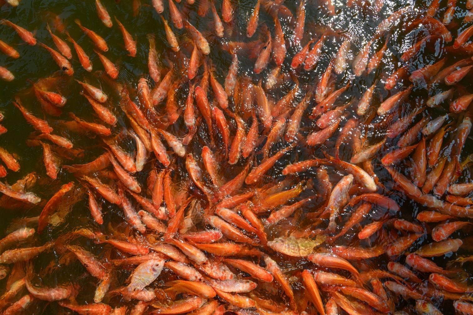 Next-Gen Aquafeed