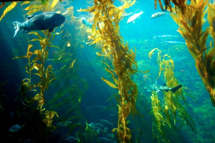 Preventative Aquatic Health