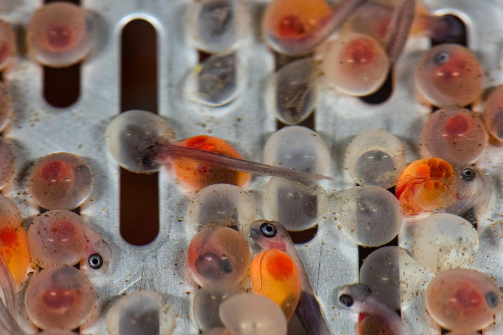Seaweed, Bivalves & Algae Cultivation