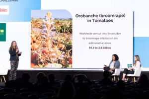 Orobanche