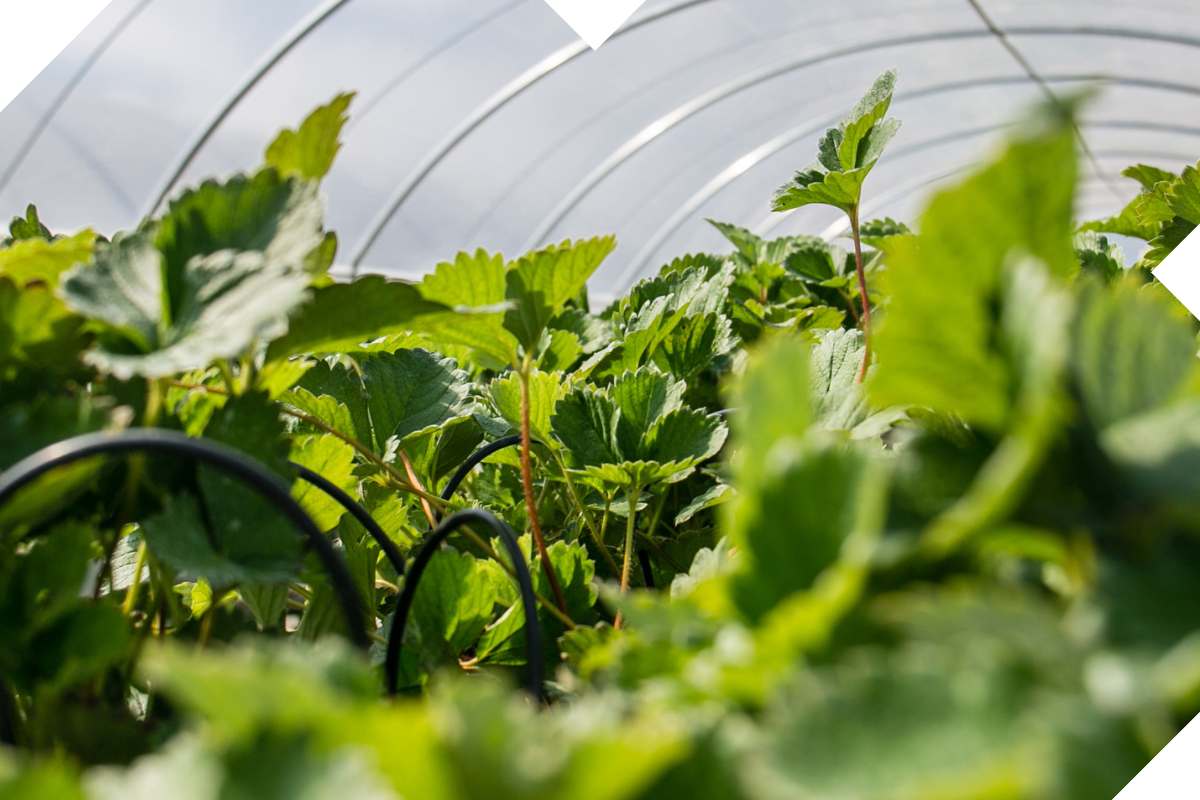 World Agri-Tech Innovation Summit Dubai