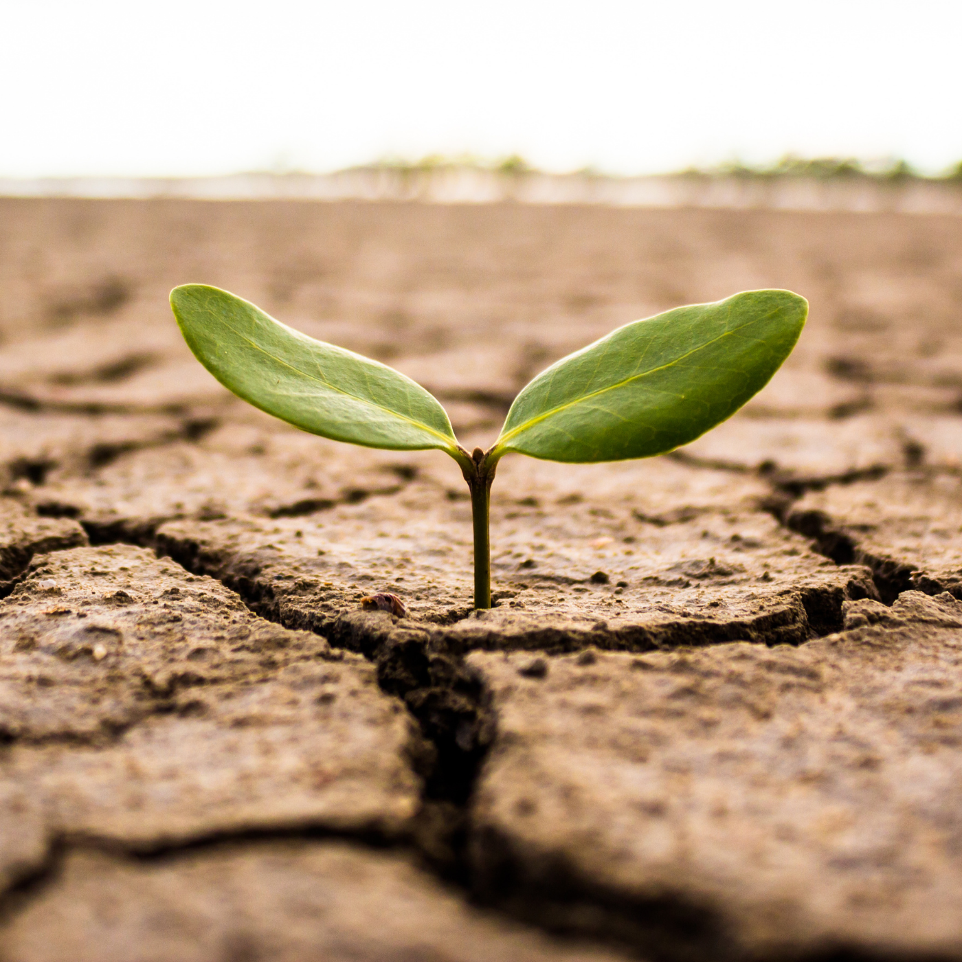 Building Climate Resilience