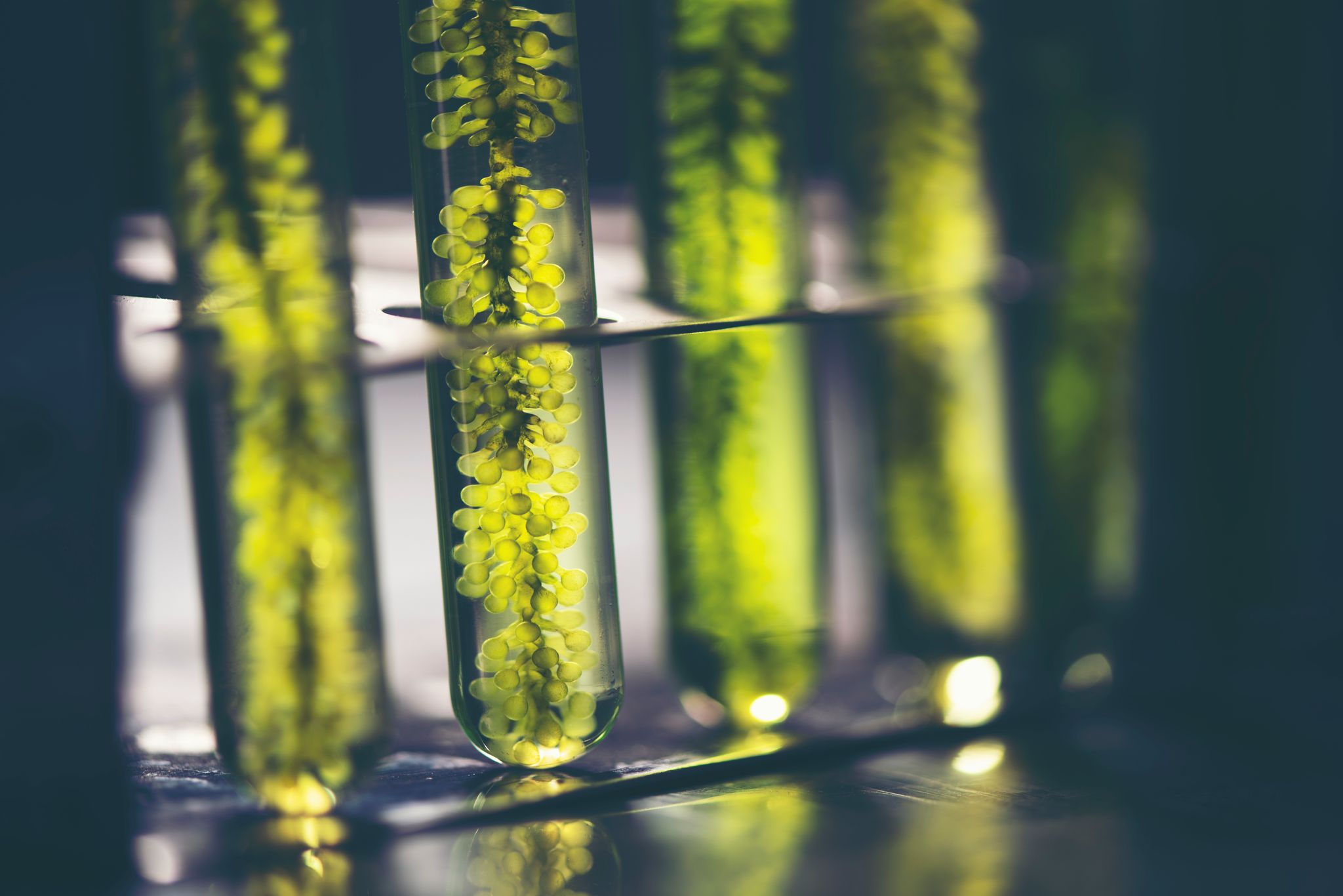 Biological Discovery