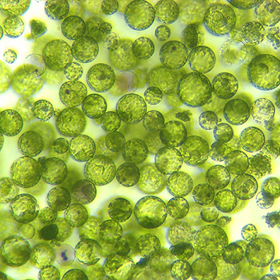 CRISPR, Polyploid, Epigenetics