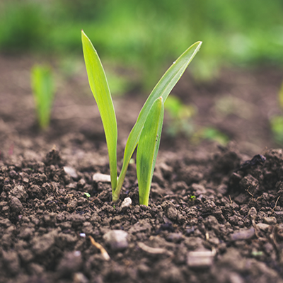 Regen Ag and Natural Capital