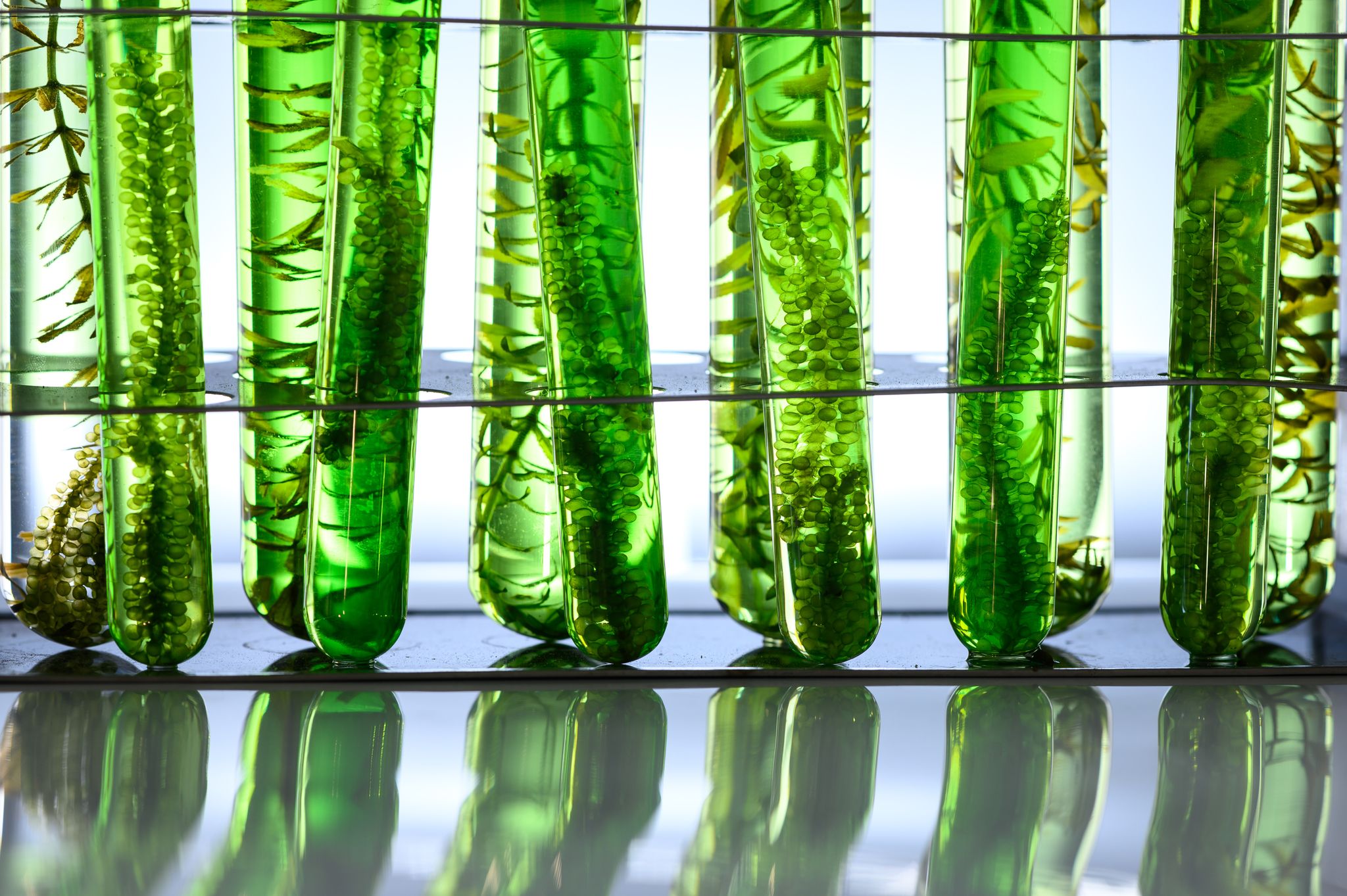Biologicals in the Value Chain