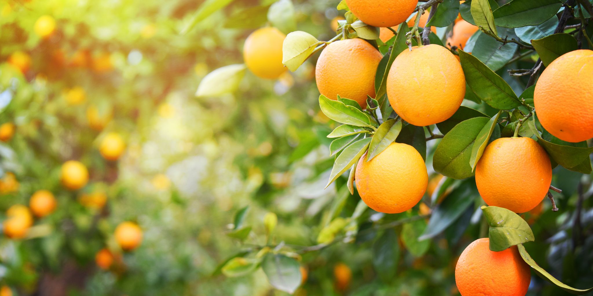 Building Climate-Resilient Food Security