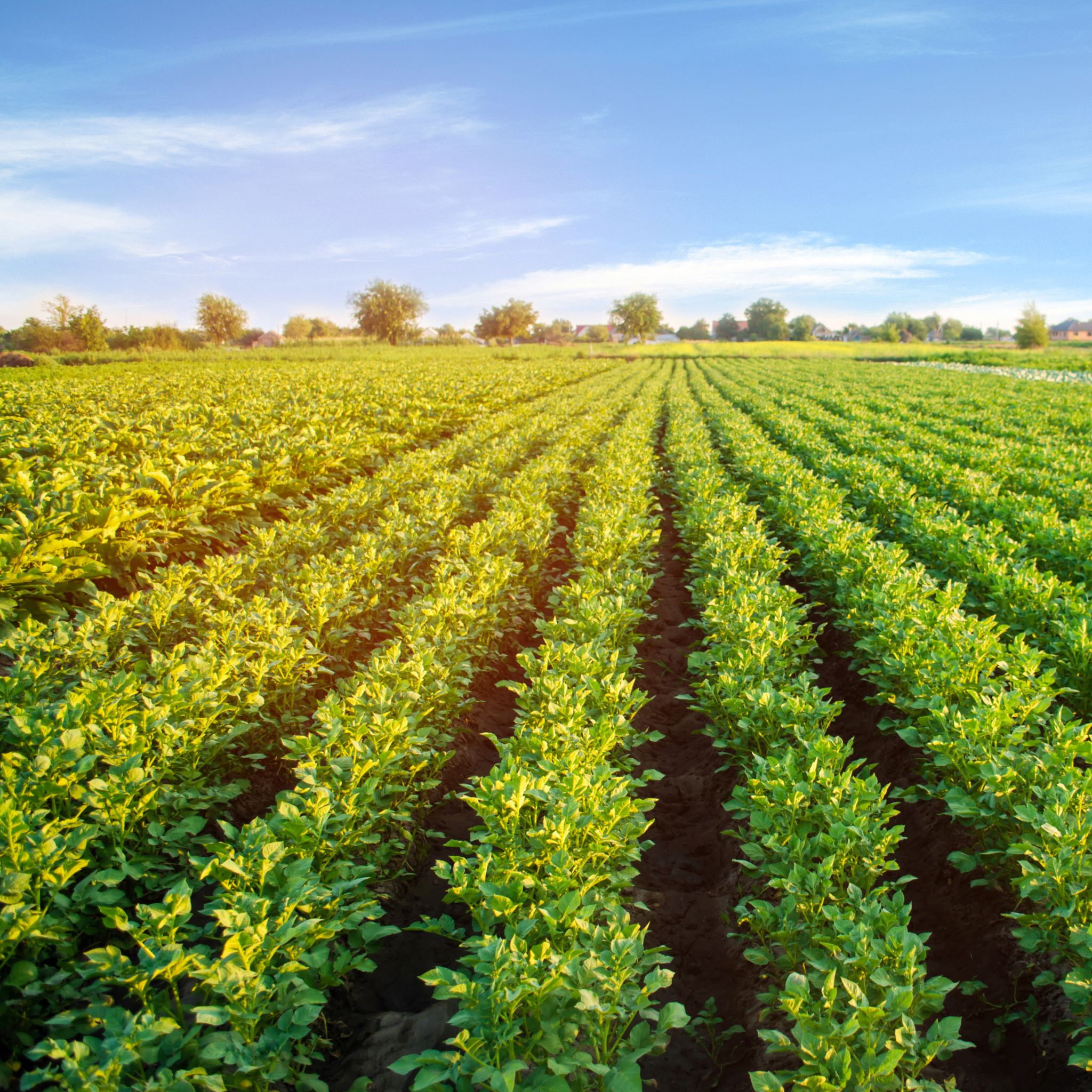 Regenerative Farming