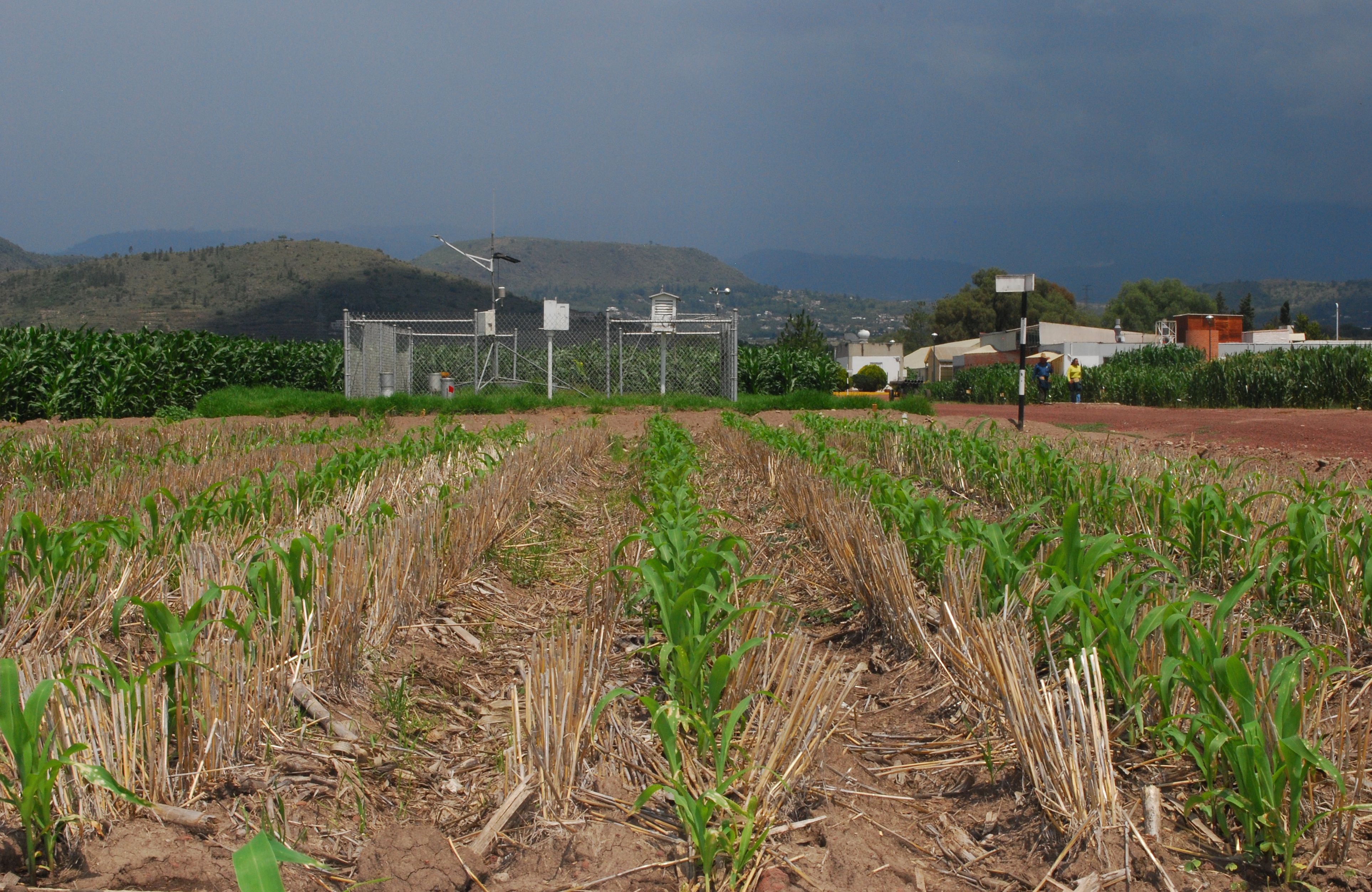 CIMMYT