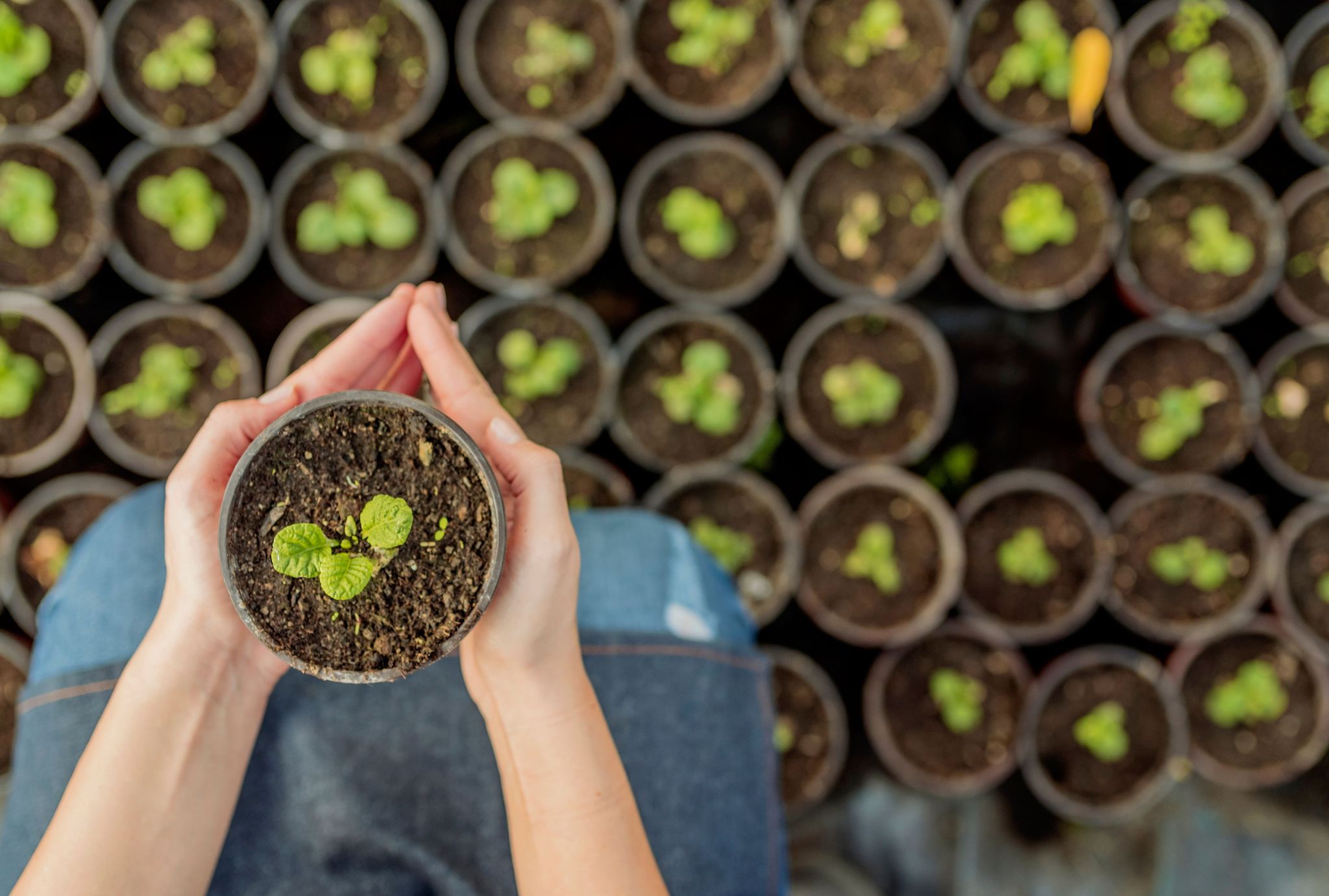 Controlled Environment Horticulture