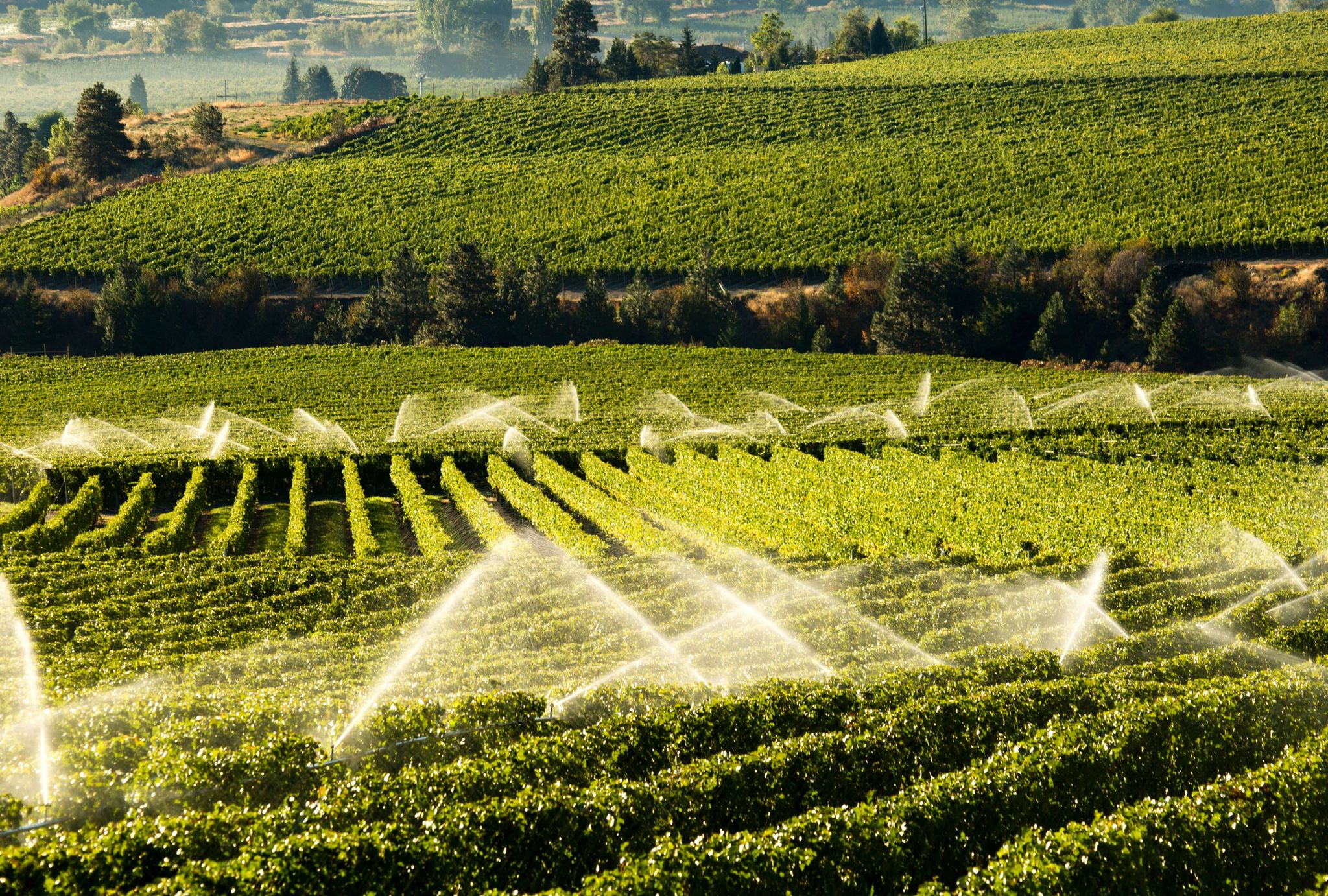 Regenerative Agriculture